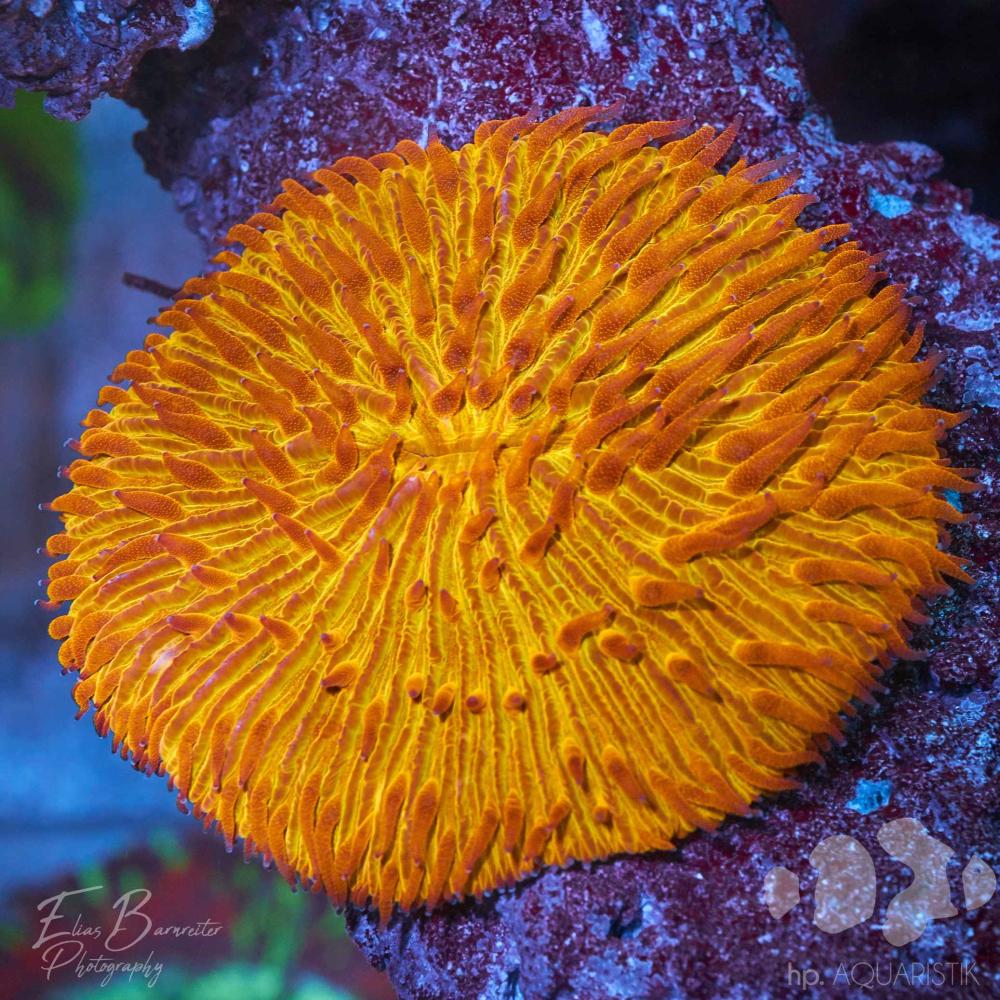 Fungia Orange